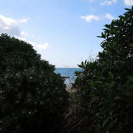 Cipollazzo